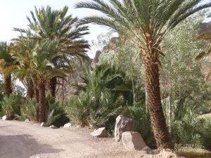 circuit-maroc-4x4-f8qkMTBBSX