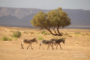 circuit-maroc-4x4-mcLalSdfo3